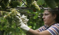 Seg�n el consello regulador, 137 de las 170 bodegas de R�as Baixas est�n ya vendimiando. 