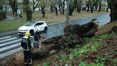 Los Bomberos de Santiago retiran un �rbol que cay� en San Lourenzo