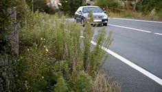 Una de las carreteras afectadas por la falta de limpieza es la que une Berdoias y Mux�a. Se trata de la principal ruta de acceso a la villa de la Barca, pero el mantenimiento es deficiente. Adem�s de