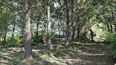 Un operario hace labores de limpieza en un monte pontevedr�s
