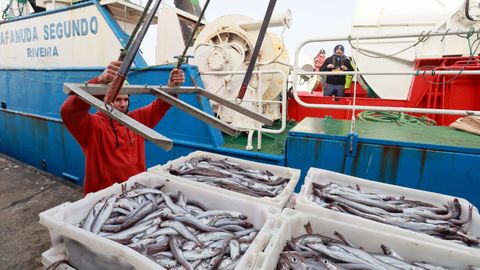 El arrastrero ribeirense Afanuda Segundo, descargando lirio en Celeiro en la tarde del 4 de marzo del 2026.