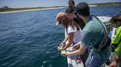 Plantaci�n de algas en el entorno de S�lvora efectuada por Amicos en el marco del Voz Natura