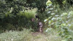 Grupo Lobo Galicia y Proxecto Rebinxe participan en la elaboraci�n del censo nacional de lobo ib�rico