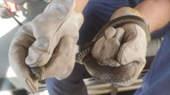 Los bomberos retiraron la serpiente y la devolvieron al monte, tras comprobar que no era venenosa