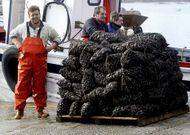 A los bateeiros mecos se les abri� ayer una puerta a la esperanza en el pol�gono Grove C1.