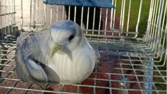 La gaviota trid�ctila rescatada en Lugo.