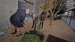 La Exposici�n da Camelia Sasanqua llena de color Boiro
