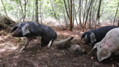 Explotaci�n de porco celta en la parroquia de Carballo (Friol)