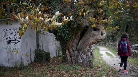 As� es el Cami�o Primitivo a su paso por el municipio de Lugo