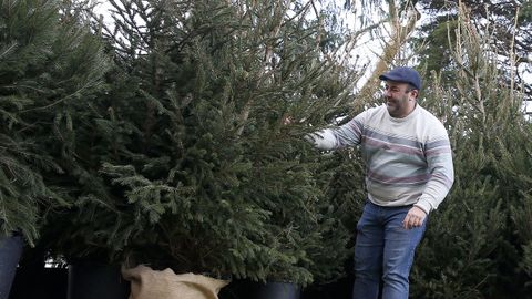 Nueva vida para los abetos de Navidad