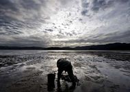 En la fotograf�a, una mariscadora sacando almeja en la r�a de Ortigueira. 