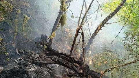 Incendio en O Teixedal do Casaio, el bosque más antiguo de Galicia, en Carballeda de Valdeorras