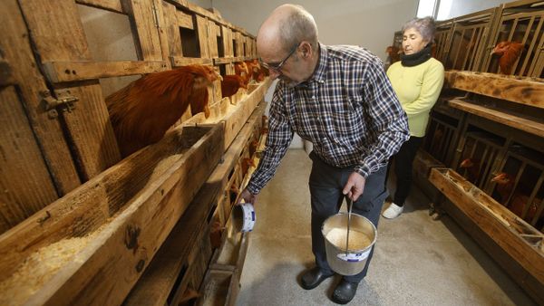 La casa de Oliva Souto (al fondo)  es un ejemplo de lo que se les da los capones: la patata y el maz, sin olvidar el agua, estn presentes en la alimentacin diaria