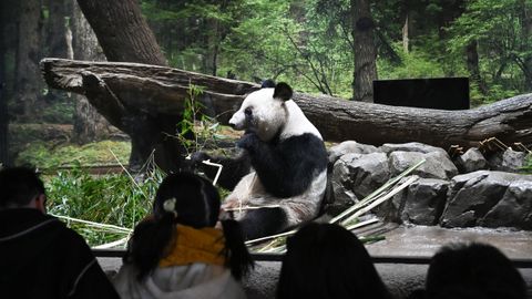 Emoci�n y colas en la despedida de los dos �nicos pandas de Jap�n