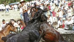 Curros de caballos