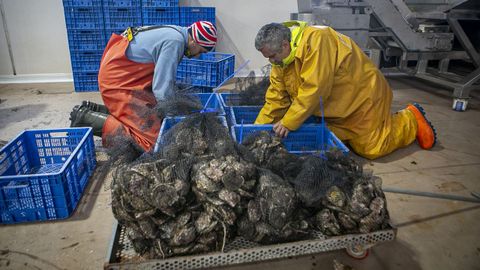 Inicio de la campaña de la ostra en la cofradía de Noia
