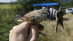 Un ejemplar de papuxa comn o curruca zarcera (Sylvia communis) capturado en unas jornadas de anillamiento de aves que se llevaron a cabo en el municipio de Bveda hace doce aos. Las nuevas observaciones se realizarn en el mismo lugar