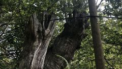 Las ramas evitan que todo el cable del tendido vaya a parar al suelo