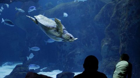 Personas observan uno de los tanques del Bioparc Acuario de Gijón