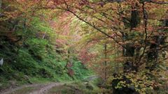 Bosque en Teverga