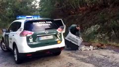 El Seprona pone en libertad a un zorro que rescat� en la Pousada de Ribadumia