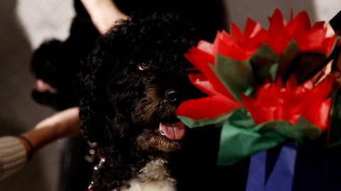 Bo, el mayor de los dos perros de la familia Obama, despu�s del incidente protagonizado por su compa�ero Sunny.