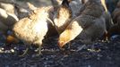 Imagen de archivo de unas gallinas