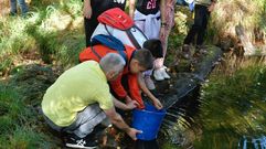 Suelta de alevines en A Lama