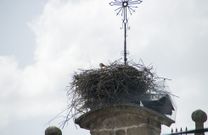 Las aves han conseguido asentarse otra vez sobre la iglesia de Ribas Altas 