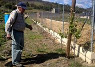<span lang= es-es >Intentando salvar la cepa</span>. La imagen de los viticultores sulfatando sus vi�as se ha hecho usual en los �ltimos d�as por la comarca de Valdeorras. En �ntoma (O Barco) trabajaba ayer uno de ellos, que confesaba que ya no espera que algunas de sus cepas den uva para esta cosecha viendo la imagen quemada que presentan, �pero a ver se as salvamos de cara ao pr�ximo ano�, confesaba mientras empezaba la labor en la finca.