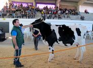 La vaca �Mimosa�, de la ganader�a Nuveira de Mazaricos, se vendi� por 3.000 euros.