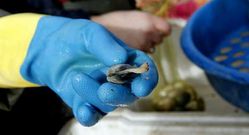 Una mariscadora muestra una almeja en mal estado.