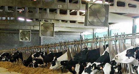 En la explotación ganadera Vilaferreiros, en Mazaricos, han instalado ventiladores para refrescar a las vacas.