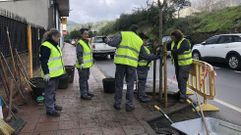 Alumnos del obradoiro de emprego, plantando uno de los �rboles.