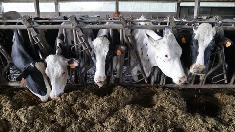 Vacas frisonas en una explotaci�n ganadera de Lugo