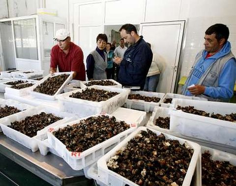 Los mejores ejemplares llegan a los 70-80 euros en Malpica.