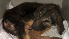 Uno de los animales -dieciocho en total- que fueron incautados en la localidad de Gomesende por la Conseller�a de Medio Ambiente