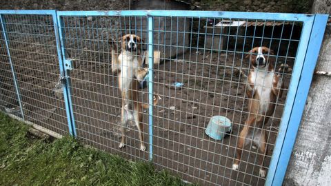 Los perros abandonados en el patio de un club de alterne de O Saviao