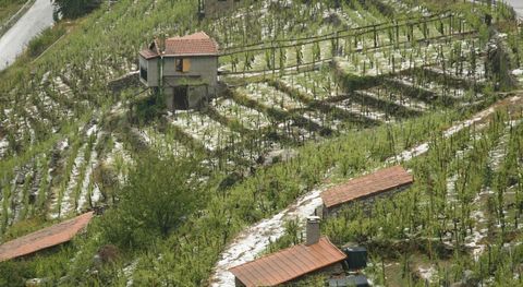 El seguro agrario cubre inclemencias meteorol�gicas como las granizadas