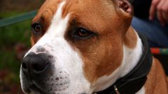 Imagen de archivo de un American Straffordshire Terrier