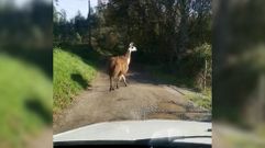 Encuentra a una llama pase�ndose por una pista forestal en Ames, cerca de una h�pica