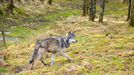 El lobo es una especie en torno a la que siempre hay un fuerte debate social