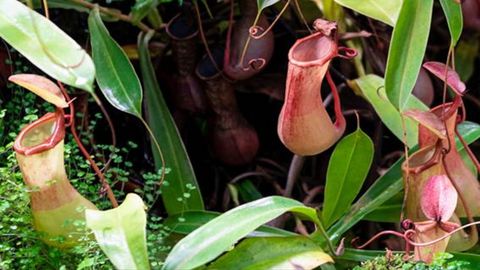 La planta que se come el gluten