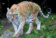 Los veterinarios del zoo temieron por el contagio de la tigresa que queda sana. 