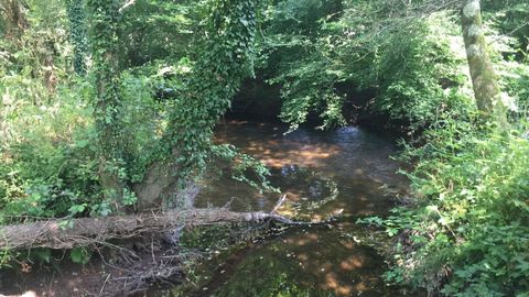Río Tambre, maleza y troncos de árboles caídos sobre el río, en Trazo