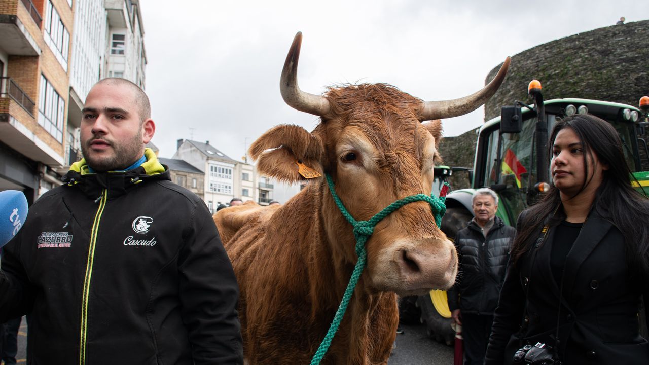 Diego Cascudo, el ganadero que se manifiesta en Lugo con una vaca contra el acuerdo con Mercosur: «Está en xogo a nosa saúde»
