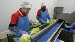 Trabajadoras de la cooperativa Horsal lavan lechugas para envasar la cuarta gama
