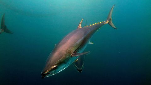 Un ejemplar de at�n rojo