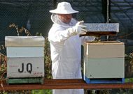 Angel Vilas ha tenido que trasladar sus colmenas a un lugar donde no ha llegado la plaga. 