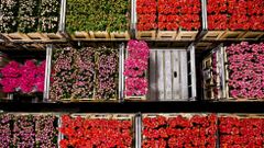 Vista general de los cajones de flores subastados en la subasta FloraHolland celebrada en Aalsmeer (Holanda)